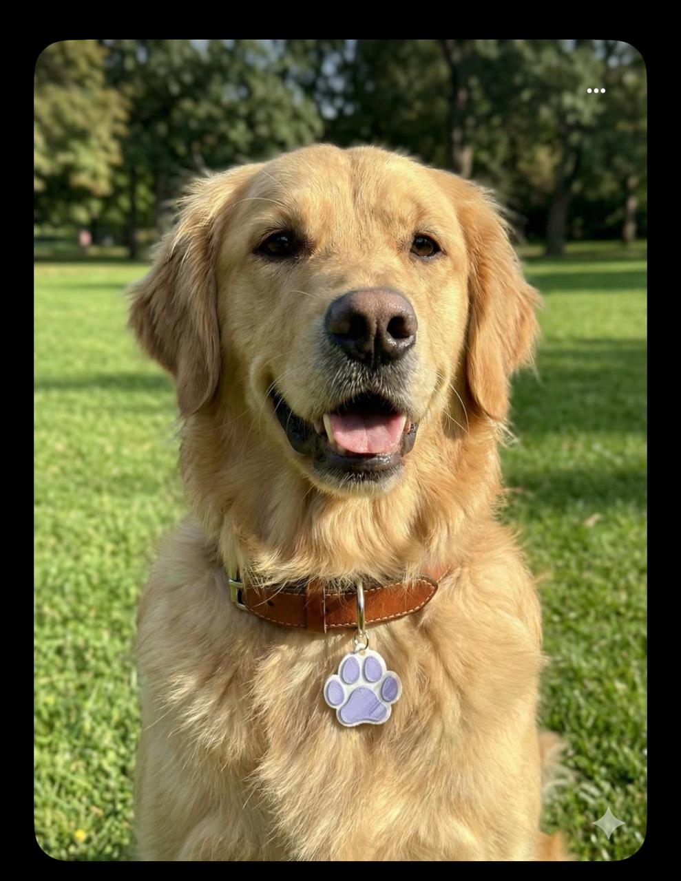 Pet Tags With QR Code